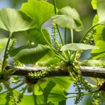 Ginko dvojlaločné (Ginkgo biloba) – výška 30-50 cm, kont. C2L